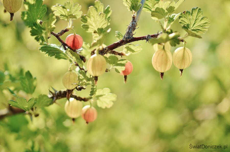 Znane i mniej znane krzewy owocowe – co zasadzić w ogrodzie?
