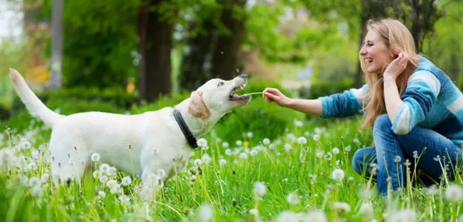 Ogród i pies – jak pogodzić jedno i drugie ze sobą?