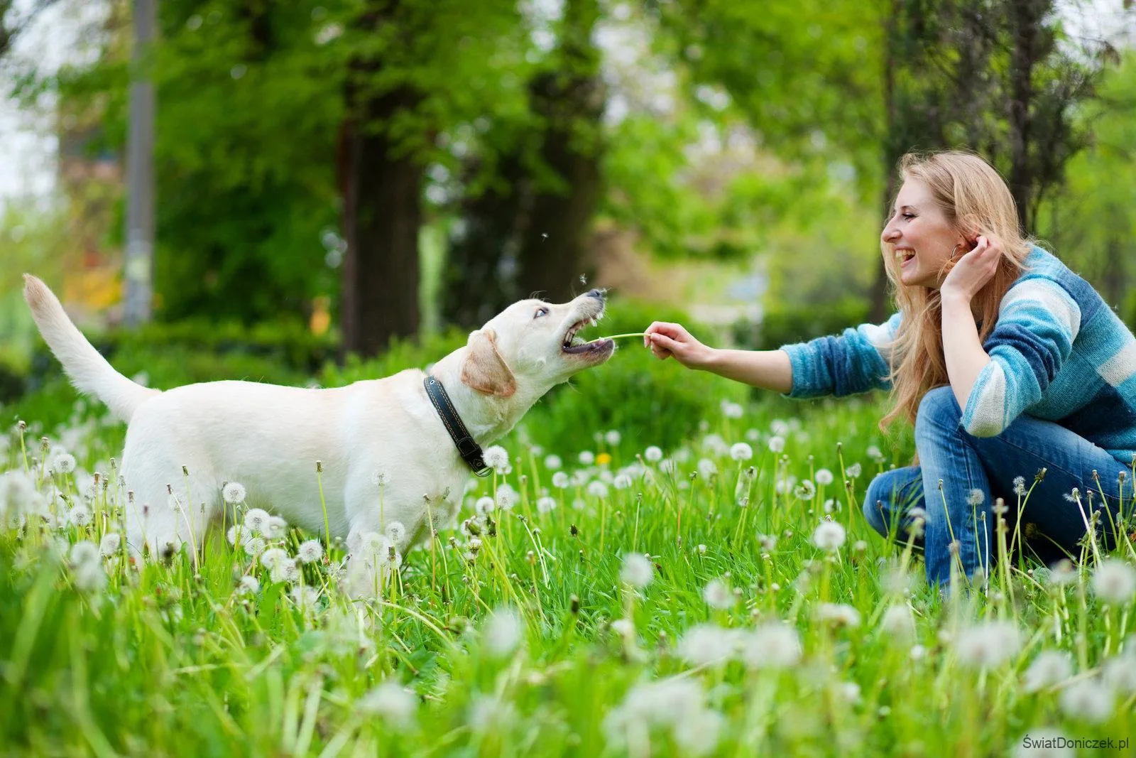 Ogród i pies – jak pogodzić jedno i drugie ze sobą?