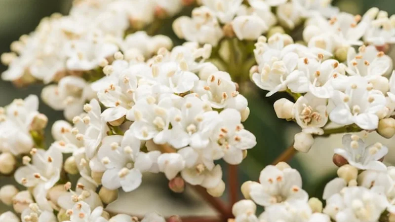 Kalanchoe Blossfelda - kwiat z Madagaskaru w kuchni