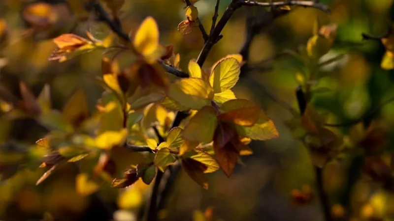 Buk czerwony (Fagus sylvatica) - Idealna roślina na żywopłot