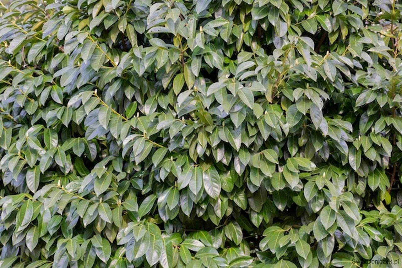Laurowiśnia (Prunus laurocerasus) – Prosty zielony żywopłot