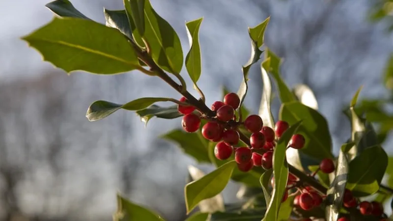 Ostrokrzew (Ilex) – Samostrzyżący się żywopłot