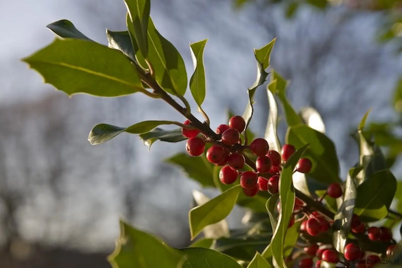 Ostrokrzew (Ilex) – Samostrzyżący się żywopłot