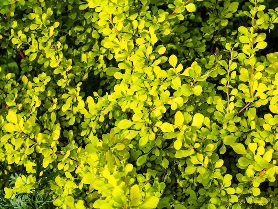 Berberys (Berberis thunbergii) – Ostry i bezpieczny żywopłot