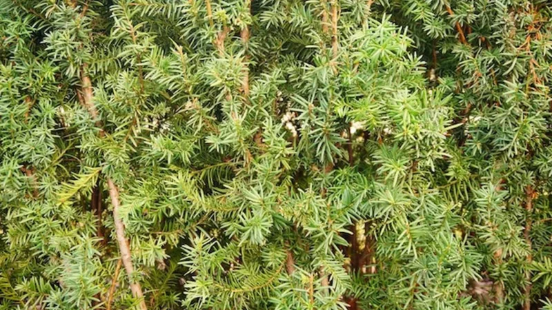 Cis (Taxus baccata) - Tania alternatywa jako żywopłot