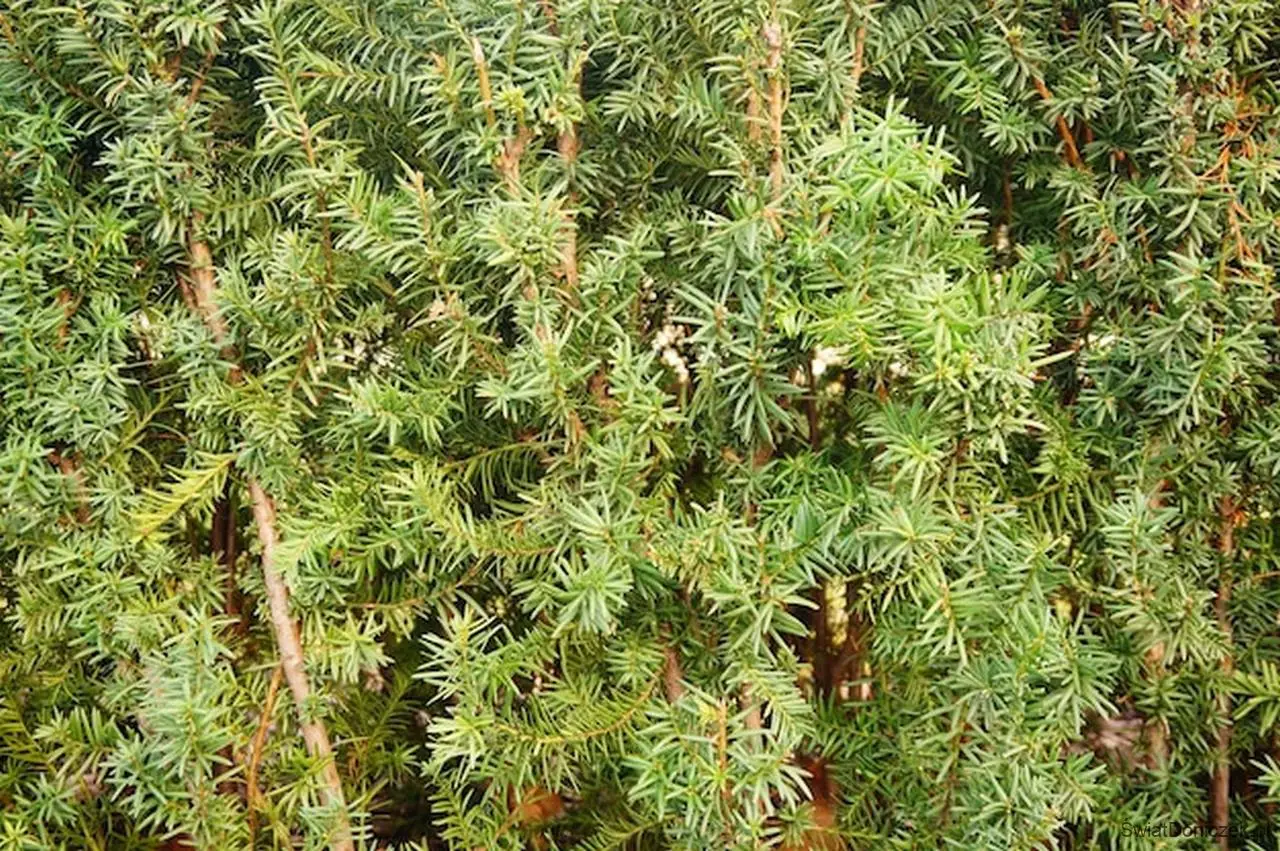 Cis (Taxus baccata) – Tania alternatywa jako żywopłot