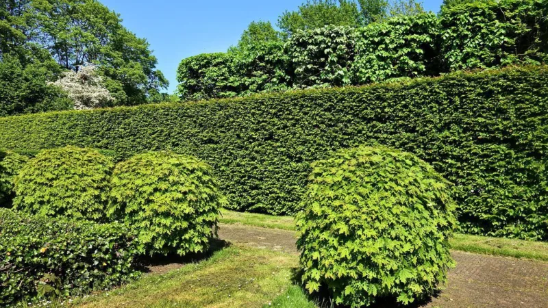 Żywotnik (Thuja) – Tradycyjny żywopłot