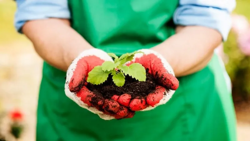 Melisa - Roślina dla początkujących plantatorów