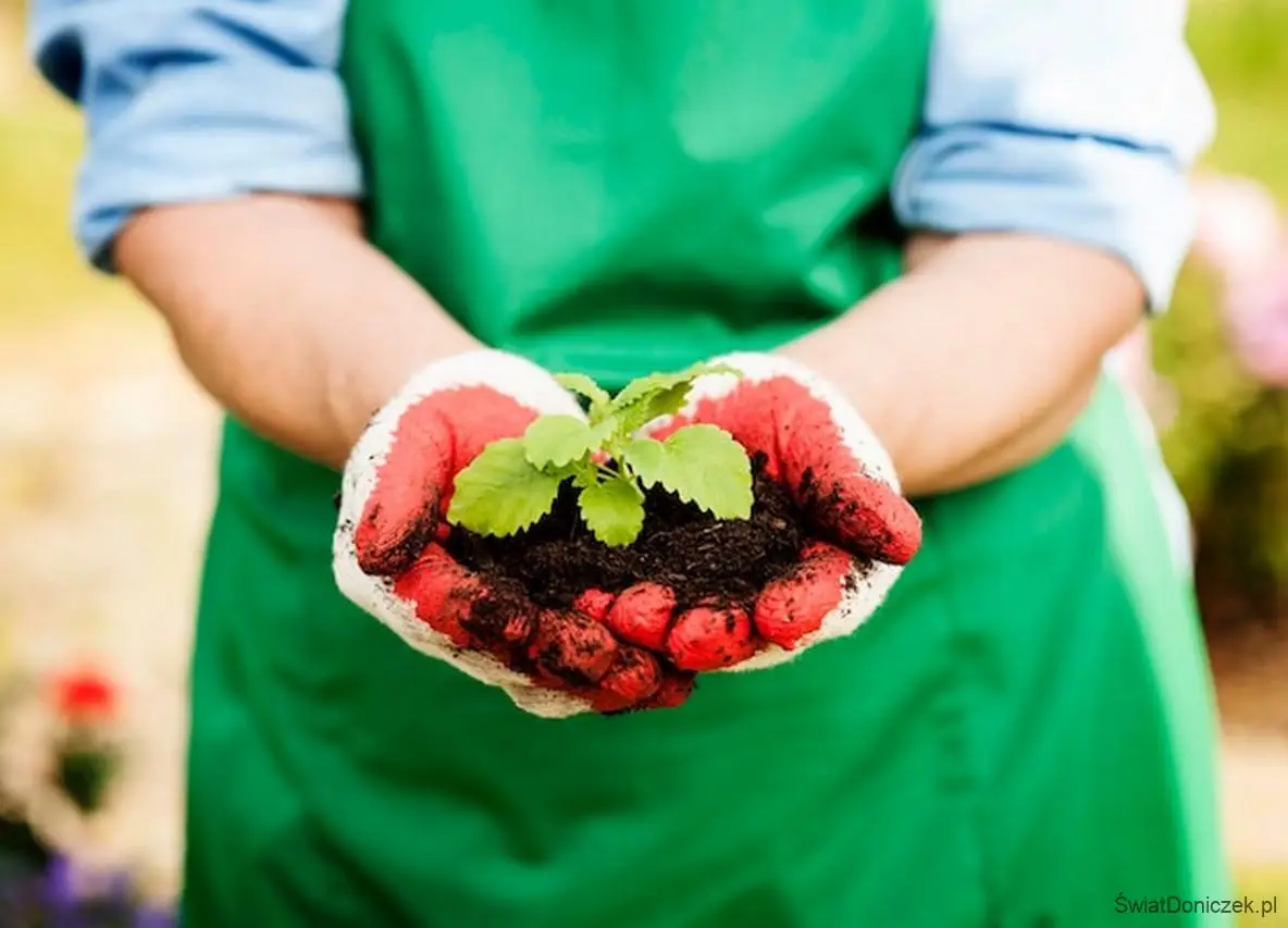 Melisa – Roślina dla początkujących plantatorów