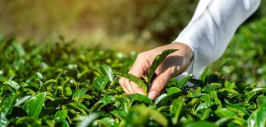 Herbata – wybór odmiany do uprawy