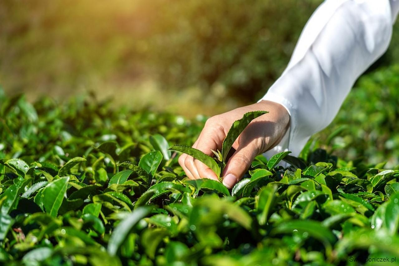 Herbata – wybór odmiany do uprawy