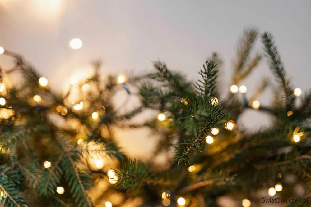 Dlaczego warto wybrać żywą choinkę na Boże Narodzenie? Poznaj zasady pielęgnacji i najlepsze miejsca oferujące choinki świąteczną z dostawą w Warszawie i okolicach